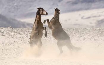 Wild horses on their hind legs fighting in the desert