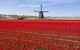 Field full of red tulips and a traditional old wooden windmill