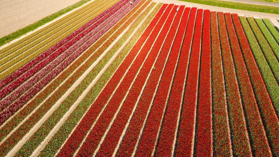 Multicoloured rows of flowers at daytime