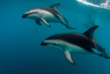 A Pod of Dusky Dolphins (Lagenorhynchus obscurus) swimming off the Kaikoura Peninsula, South Island, New Zealand