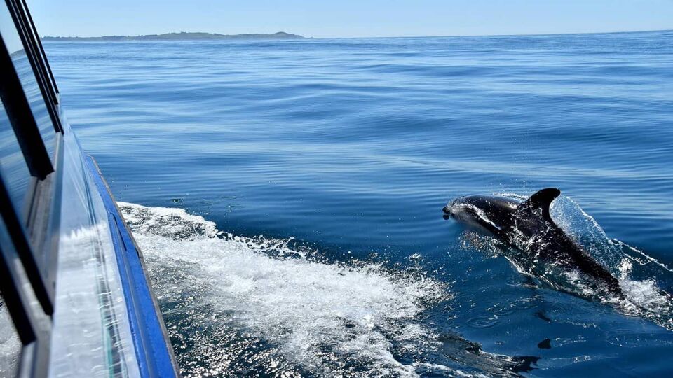 Dusky dolphin swimming alongside the tour boat