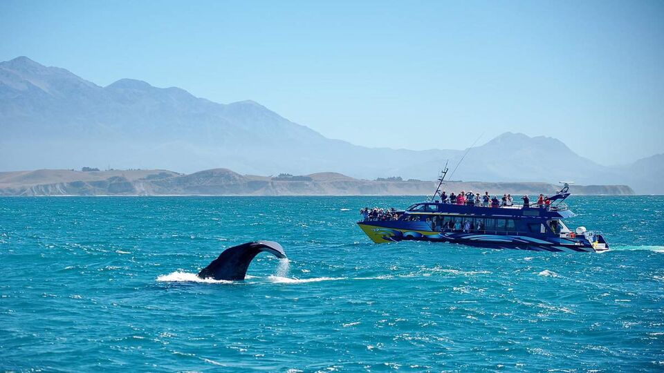 New Zealand. Whale watching in the Kaikoura area