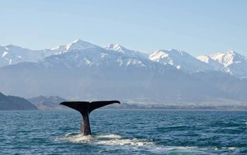 Whale-watching in Kaikoura [kayaking]