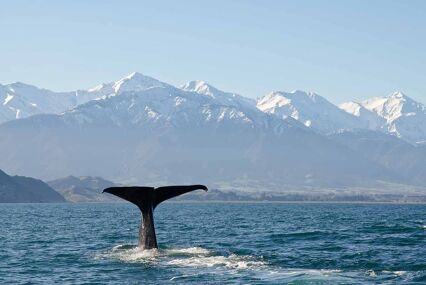 Whale-watching in Kaikoura [kayaking]
