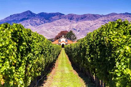 Row of beautiful grape yard before sunset with mountain in Blenheim, New Zealand