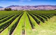 Row of beautiful grape yard before sunset with mountain in Blenheim, New Zealand
