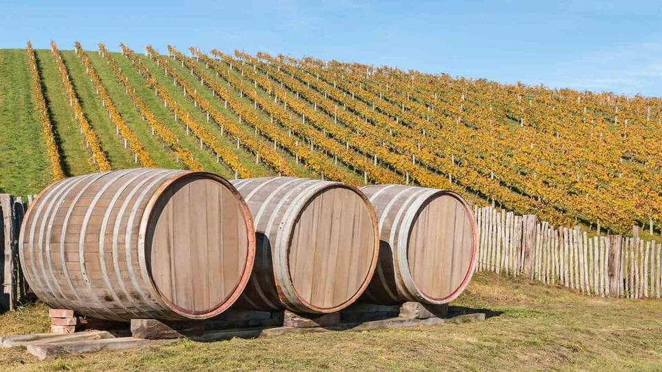 oak barrels in vineyard at harvest time