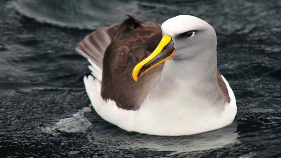 Albatross Stewart Island, New Zealand