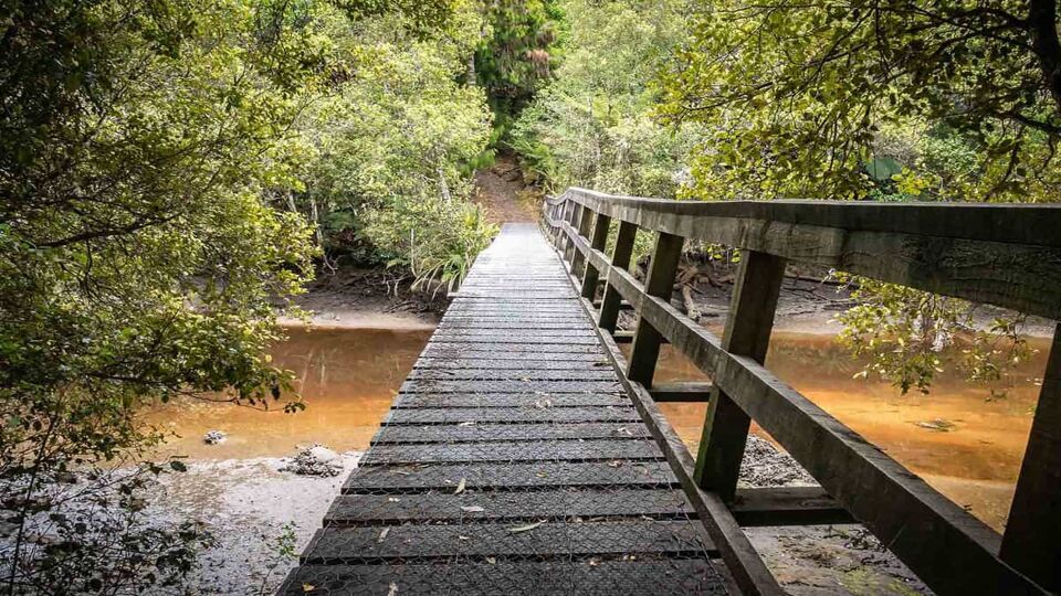 Wooden bridge leading leading above muddy river in the jungle. Shot made on Stewart Island (Rakiura), New Zealand