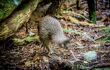 Rare wild Kiwi bird foraging in forest of Ulva Island, New Zealand, the only place where Kiwi birds can be seen during daytime. Southern Brown Kiwi, Apteryx Australis.