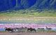 Zebras and wildebeests walking beside the lake in the Ngorongoro Crater, Tanzania, flamingos in the background