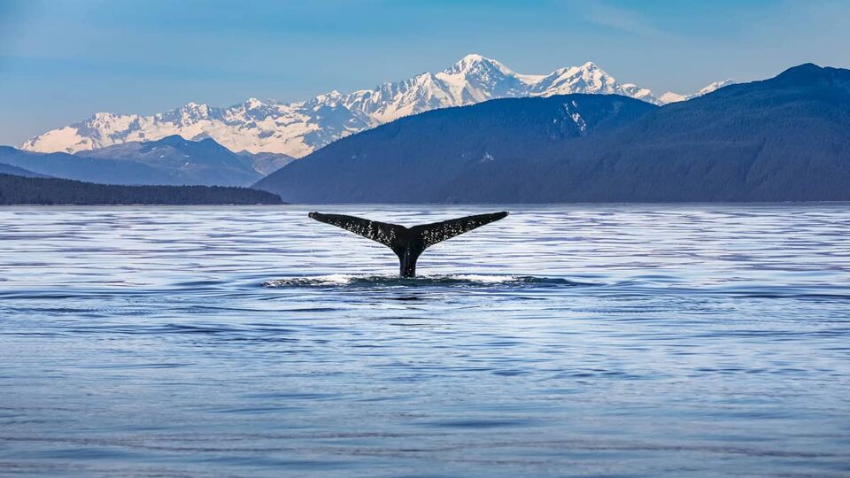 Tail of a humpback whale sticking out of ocean