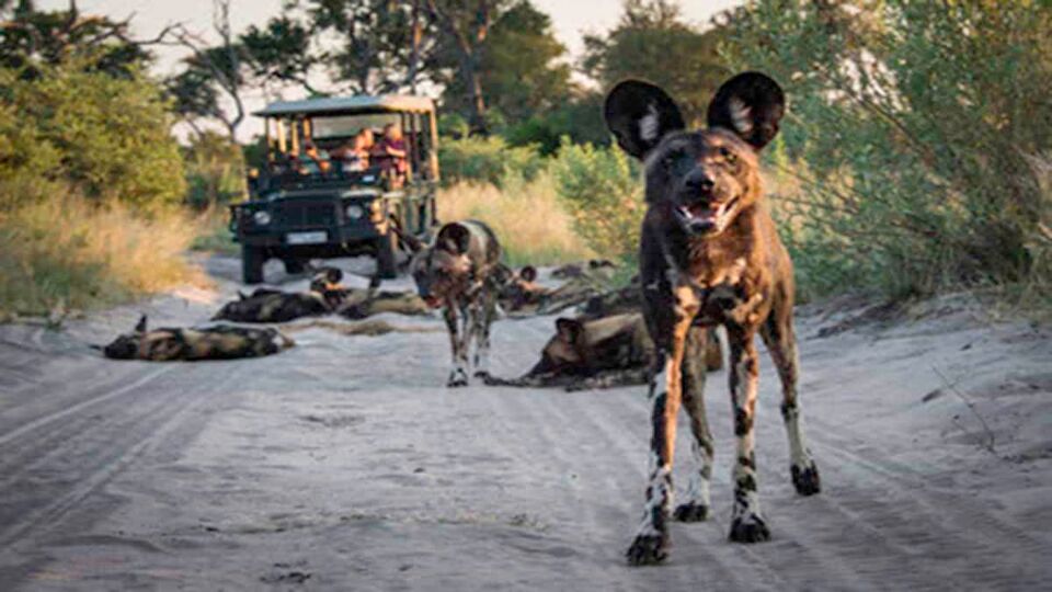 A painted wild dog standing in the road