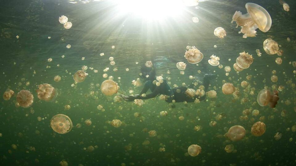Person swimming amidst thousands of golden jellyfish in the lake