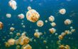 Underwater photo of endemic golden jellyfish in lake at Palau.