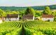 Rows of vine green grape in champagne vineyards at montagne de reims with the countryside village background