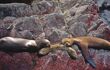Three sea lions sleeping on a rocky cliff in Ballestas Islands