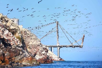 An old pier covered in birds, with a flock of birds flying above