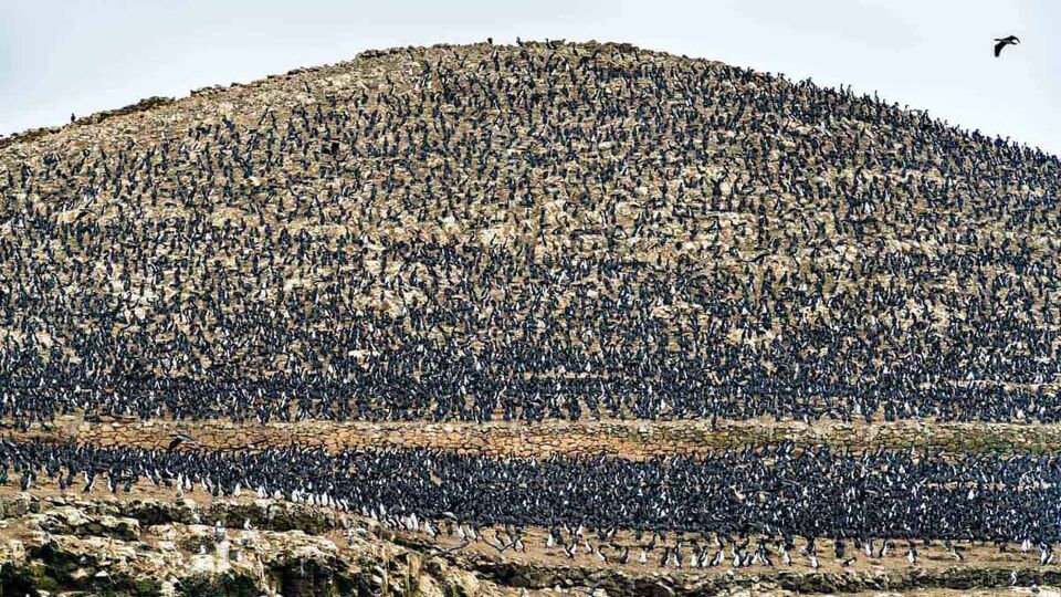 A flock of penguins cover a rock formation