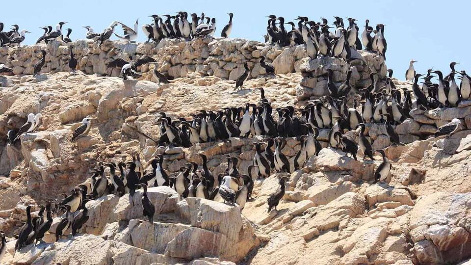 A colony of penguins gather on a large rock