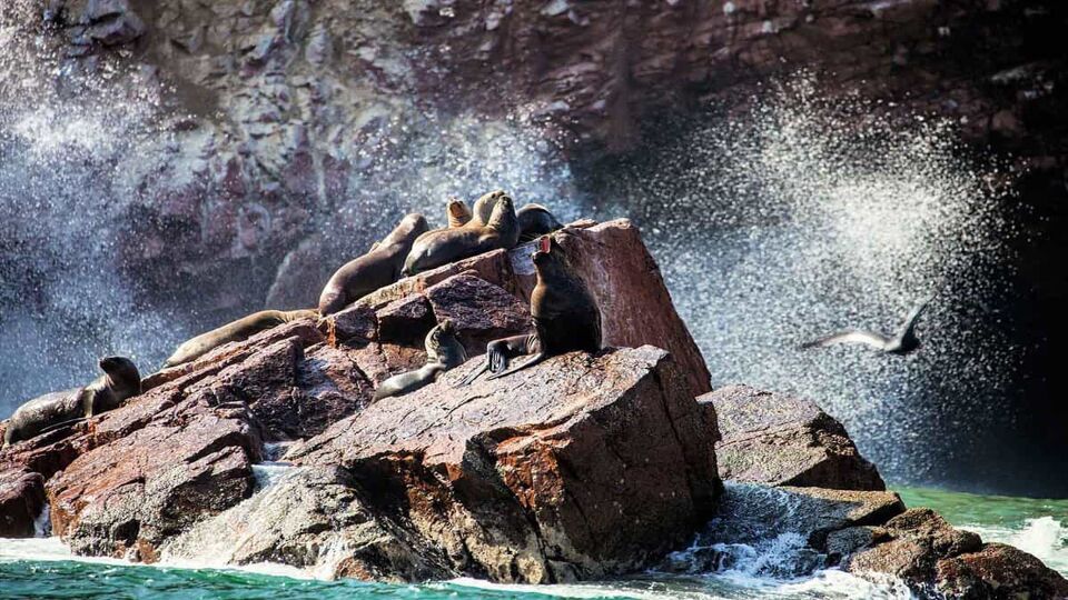 Colonies of sea lions in the surf