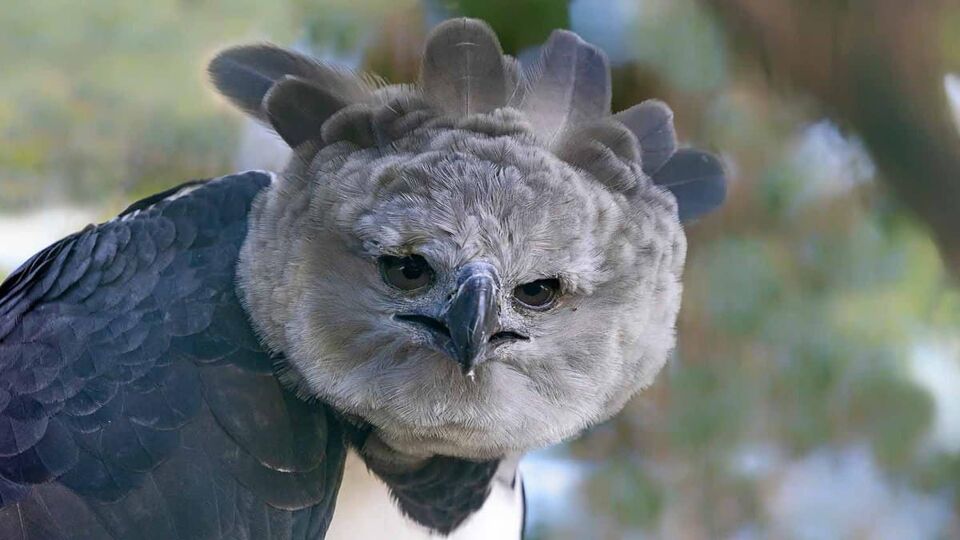 A close-up view of a Harpy eagle