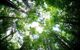 An upwards view of the tree canopy against the sky