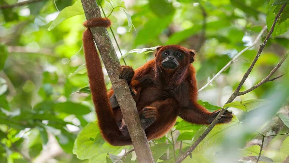 A red howler monkey swinging from a branch