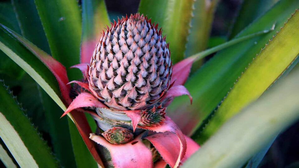 A spiky desert flower