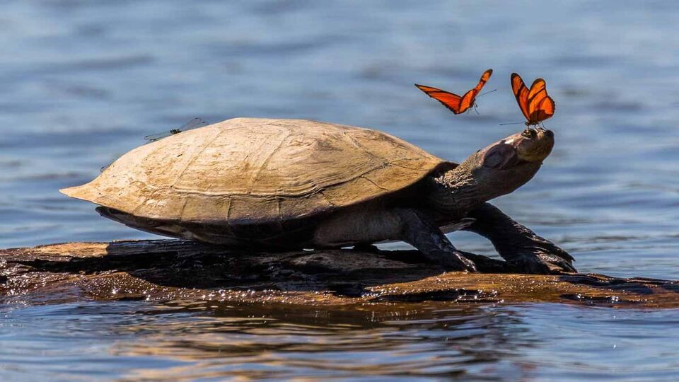 A tortoise with two butterflies flying near its head
