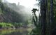 A misty jungle and river