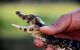 A close up of a professional holding a baby caiman