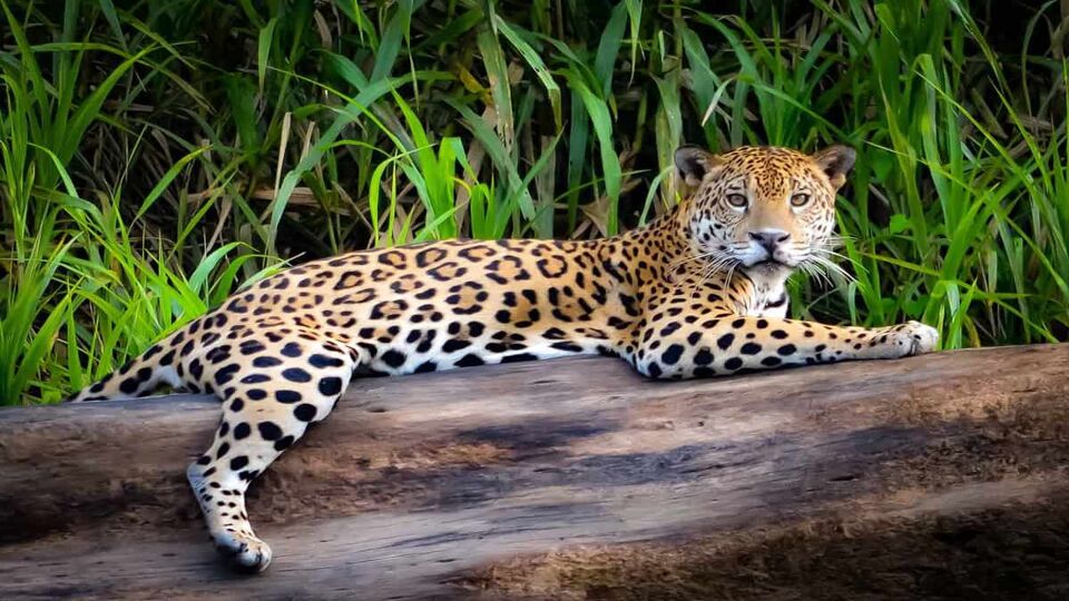 A jaguar lounging on a tree