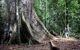 A tourist leans back to take a photo of a huge tree