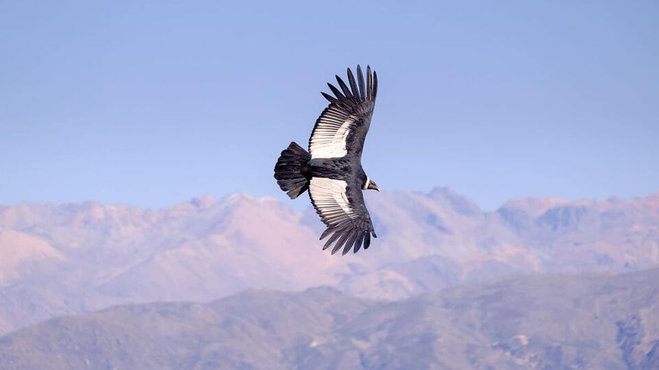 A condor flies in front of mountains in Colca Canyon