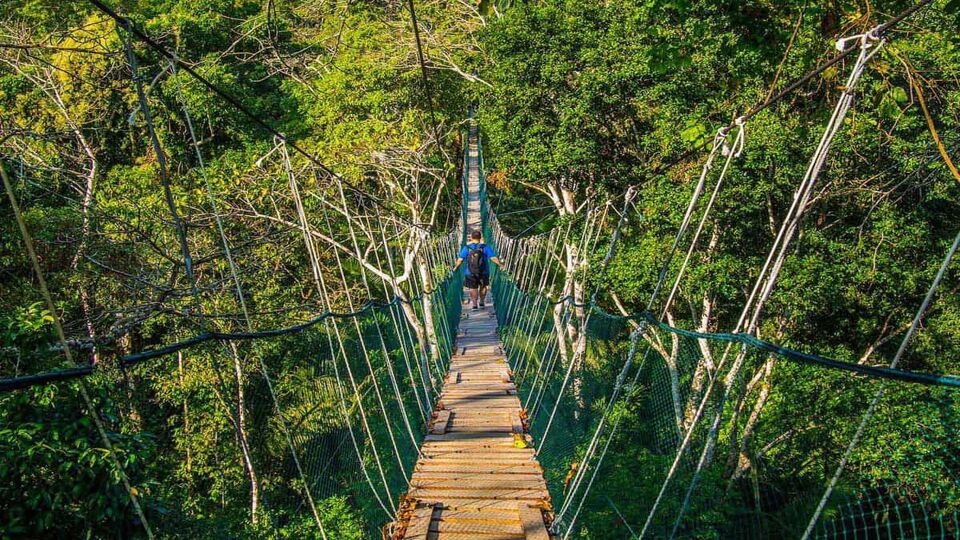 A rope bridge across a forest canopy