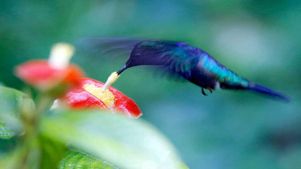 A dark hummingbird eating from a tropical flower