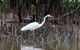 Close up of a white egret hunting in the shallows of mangroves