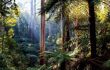 Eucalyptus trees and ferns in misty forest