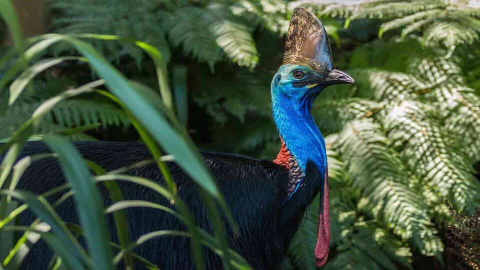 Close up of a large flightless bird with blue head
