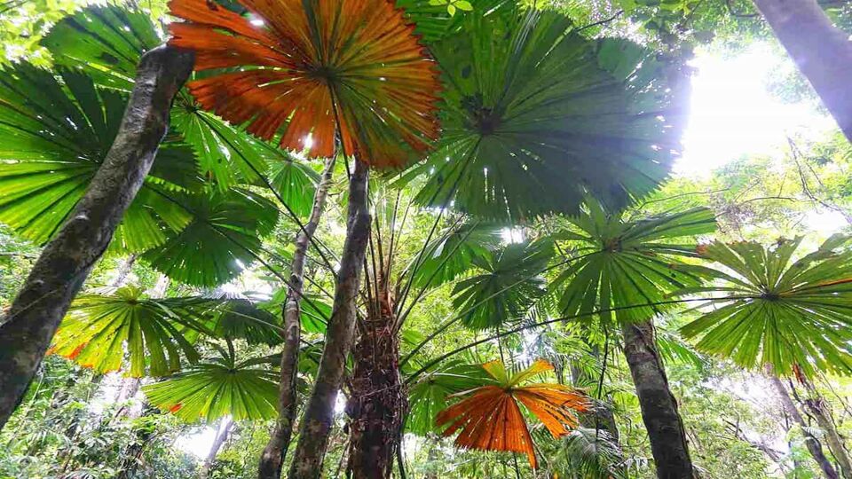 Giant ferns in the Daintree rainforest national park in norther Queensland, Australia.