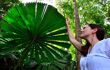 Young adult Australian woman touches an Australian fan palm leaf in Daintree National Park in the tropical north of Queensland, Australia.