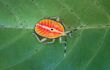 Close up of a Bronze Orange Bug on a leaf.
