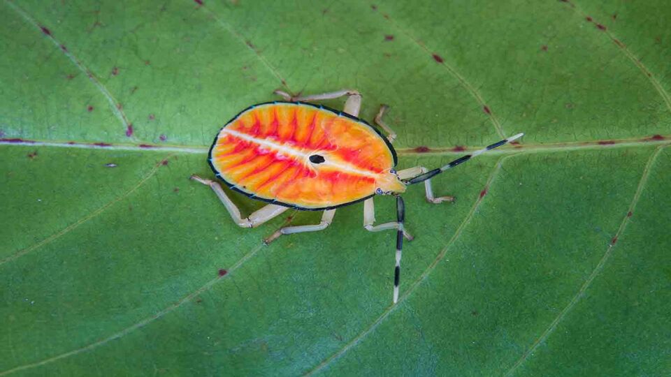 Close up of a Bronze Orange Bug on a leaf.