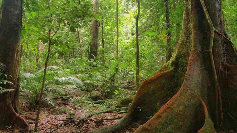 Giant tree buttress in Mossman Gorge, Daintree National Park, Queensland, Australia