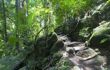 Rainforest path in Mossman Gorge