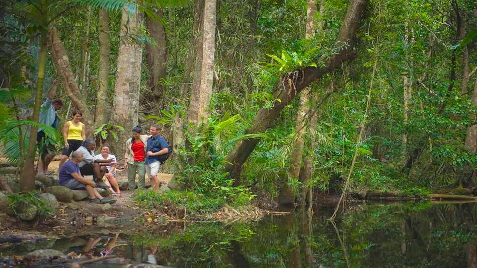 Guided tour in the Daintree rainforest