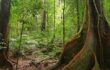 View of giant tree buttress in a rainforest