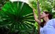 Young adult Australian woman touches an Australian fan palm leaf in Daintree National Park in the tropical north of Queensland, Australia.