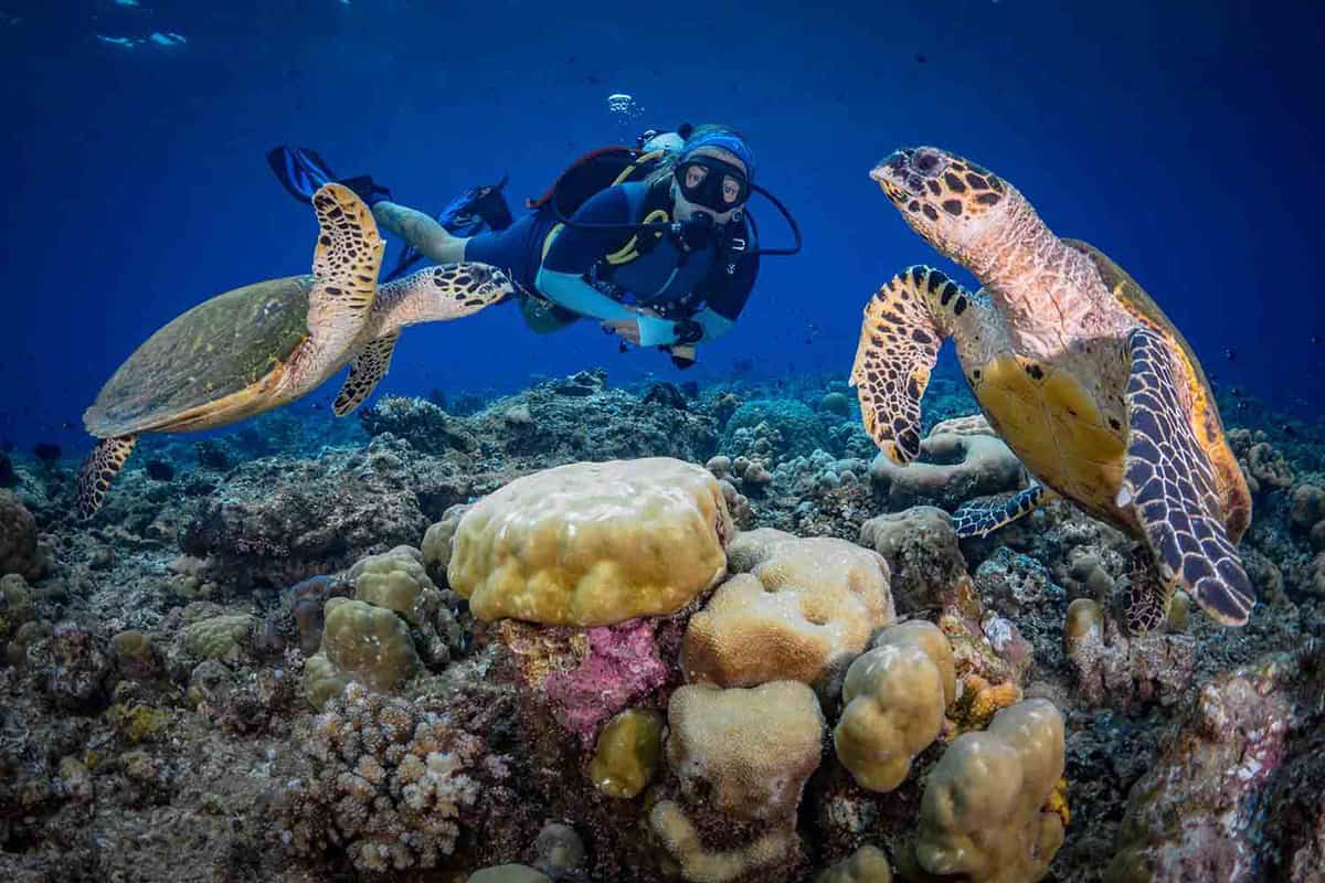 Dive & Snorkel On The Great Barrier Reef